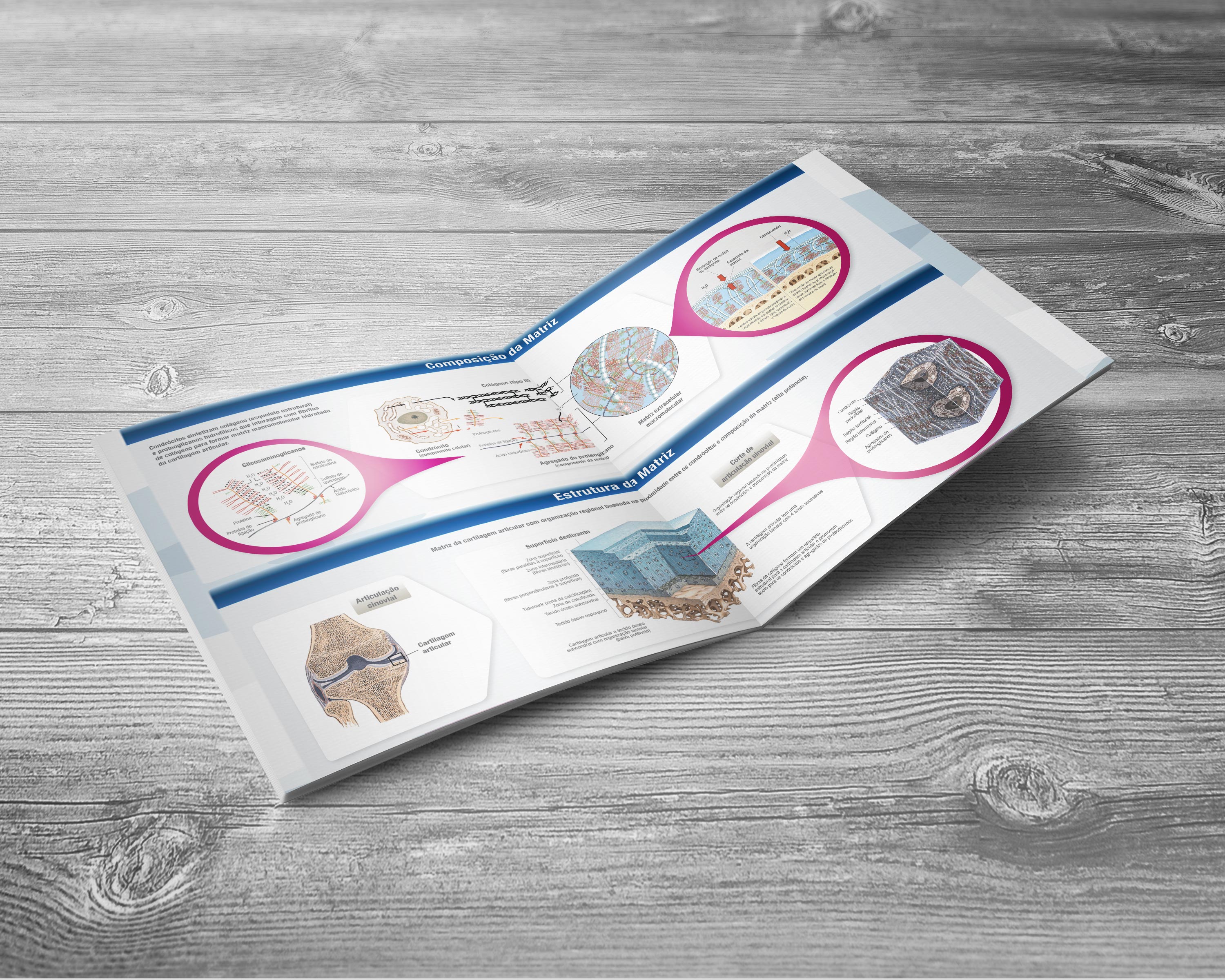 Infográfico Cartilagem Articular FQM